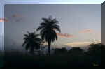 boa vista palme.jpg (72092 byte)
