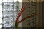 calunga piume.jpg (136963 byte)
