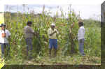 maturuca campo di mais.jpg (267561 byte)